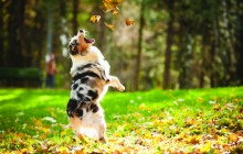 Autumn Safety Tips from the ASPCA