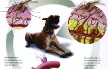 The Truth About Heartworms in Dogs and Cats    By: Dr. Scotty Gibbs
