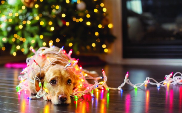 Keeping Pets Safe During the Holiday Season 	By Dr. Scotty Gibbs