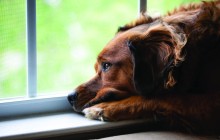 Separation Anxiety in Pets.  By Dr. Scotty Gibbs