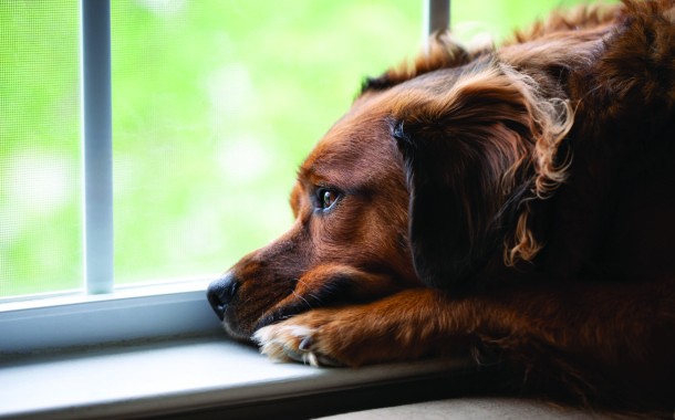 Separation Anxiety in Pets.  By Dr. Scotty Gibbs