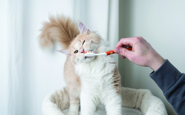 Home Dental Care + Veterinary Exams = Healthy Pets! By Dr. Kevin Wilson