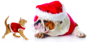 christmas cat and dog