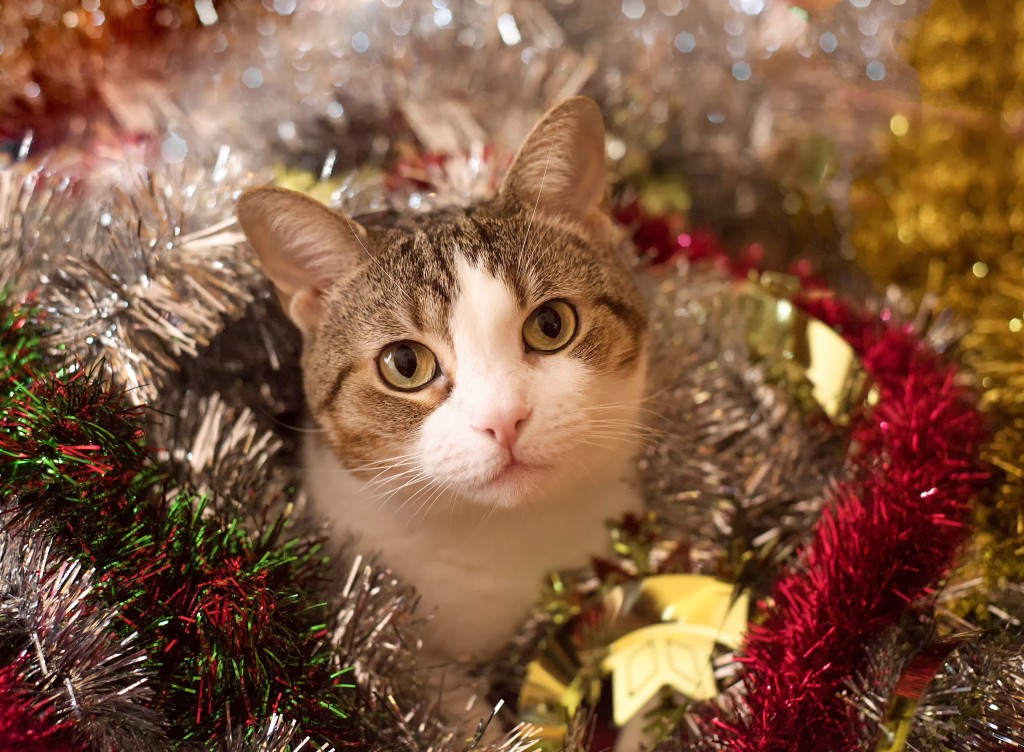 cat-wrapped-in-tinsel-garlands-862726000-5a088db213f12900371d0271