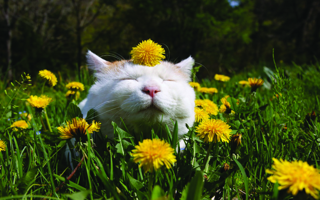 Animals___Cats_Funny_white_cat_in_dandelions_046838_