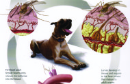 The Truth About Heartworms in Dogs and Cats    By: Dr. Scotty Gibbs