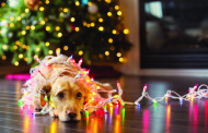 Keeping Pets Safe During the Holiday Season 	By Dr. Scotty Gibbs