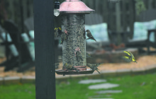 The Birds  &  The Bees  in Your Own Back Yard   By David Dirlam