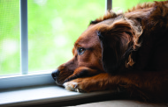 Separation Anxiety in Pets.  By Dr. Scotty Gibbs