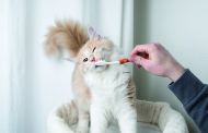 Home Dental Care + Veterinary Exams = Healthy Pets! By Dr. Kevin Wilson