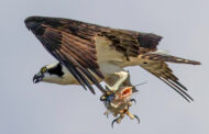 FOR THE BIRDS