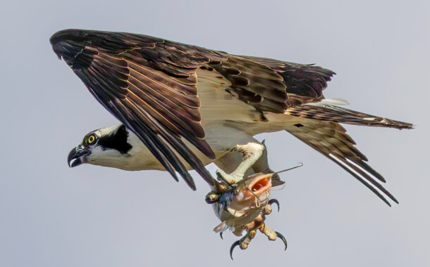 FOR THE BIRDS
