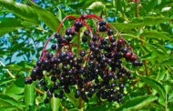The Amazing Elderberry