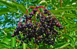 The Amazing Elderberry