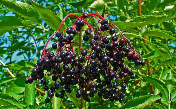 The Amazing Elderberry