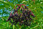 The Amazing Elderberry