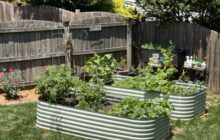 The Many Gifts of Herbs