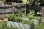 The Many Gifts of Herbs